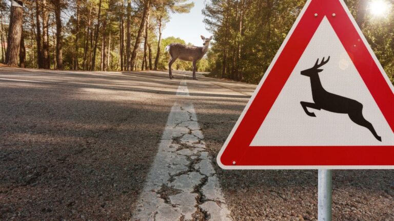 Deer Crossing Sign on a Road with Deer Standing in the Middle