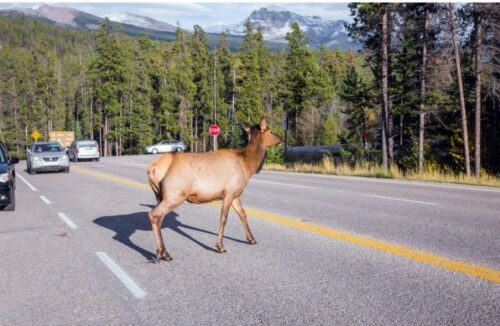 Elk Crossing a Highway in Front of Traffic
