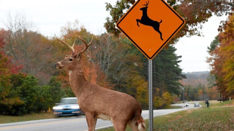 Whitetail Buck by Highway and Orange Deer Crossing Sign